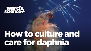 Caring and Culturing for Daphnia [upl. by Wilcox12]