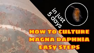 How to Culture Magna Daphnia Easily [upl. by Alasdair]