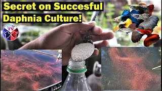 How to Culture Daphnia Successfully [upl. by Eeresed843]