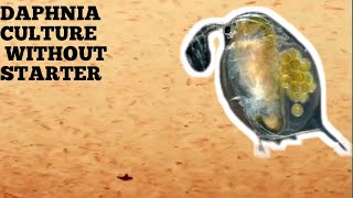 HOW TO CULTURE DAPHNIA NATURALLY WITHOUT A STARTER [upl. by Kutzer43]