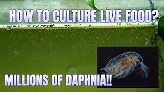 How to Culture Daphnia Secret Method to Breed MILLIONS  Simply Aquatic [upl. by Earehs]