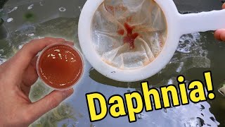 How I Culture Daphnia In Outdoor Tubs [upl. by Darrill331]