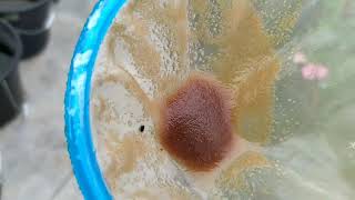 How to culture daphnia moina in a small container Part 1 English Subtitle [upl. by Lordan]