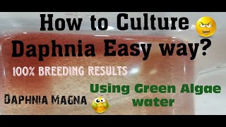 Daphnia MagnaHow to Culture Daphnia Easy wayCulturing Daphnia using Green water Daphnia [upl. by Jara250]