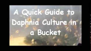 How to culture daphnia outside [upl. by Rebma187]