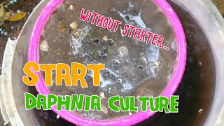 How to culture daphnia moina the easy way 1  Starting the Daphnia culture [upl. by Renaldo]