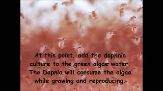 Daphnia  How to grow daphnia in your home [upl. by Marchall]