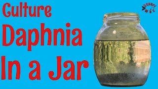 How to Culture Daphnia in a Jar [upl. by Goldshlag400]