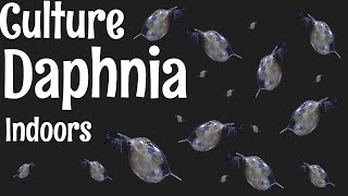 How to Culture Daphnia [upl. by Inge]