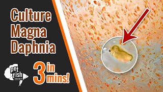 How to culture DAPHNIA MAGNA  The easy way [upl. by Ardin10]