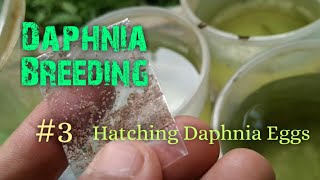 Daphnia Culture made simple and easy 3  Hatching Daphnia eggs [upl. by Lauraine]