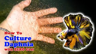 How to Culture Daphnia with ZERO Cost  Unlimited Live Food For Our Fish [upl. by Nnire]