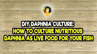 DIY Daphnia Culture How to Culture Nutritious Daphnia as Live Food for Your Fish [upl. by Esenahs]