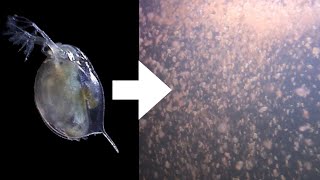 How I Culture Daphnia [upl. by Trebo]