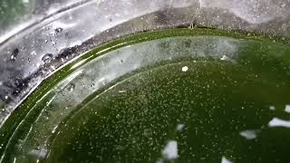 DAPHNIA MOINA CULTURE IN A SMALL BUCKET [upl. by Neenahs]