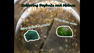 How To Culture Daphnia and Moinas using Green Water Spirulina powder [upl. by Oigolue]