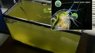 Raising Daphnia for the Freshwater Aquarium [upl. by Gilpin174]