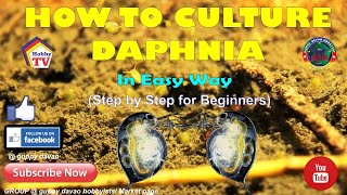 HOW TO CULTURE DAPHNIA In Easy Way [upl. by Gniy]